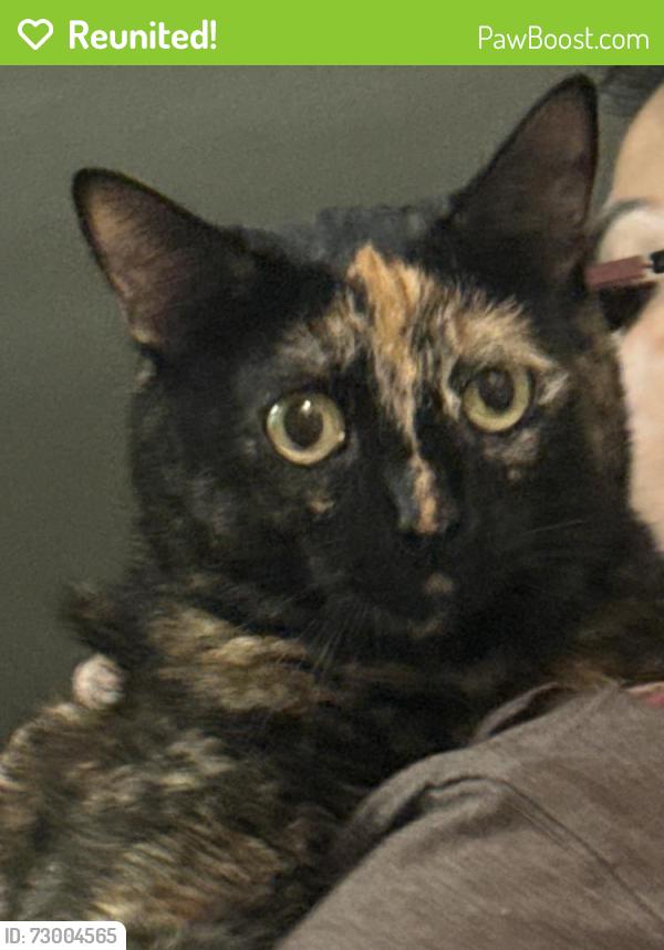 Reunited Unknown Cat last seen Beach blvd , Huntington Beach, CA 92648