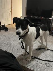 Found/Stray Male Dog last seen Found across street from Cascadia boise, Boise, ID 83704