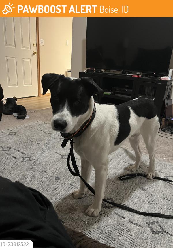 Found/Stray Male Dog last seen Found across street from Cascadia boise, Boise, ID 83704