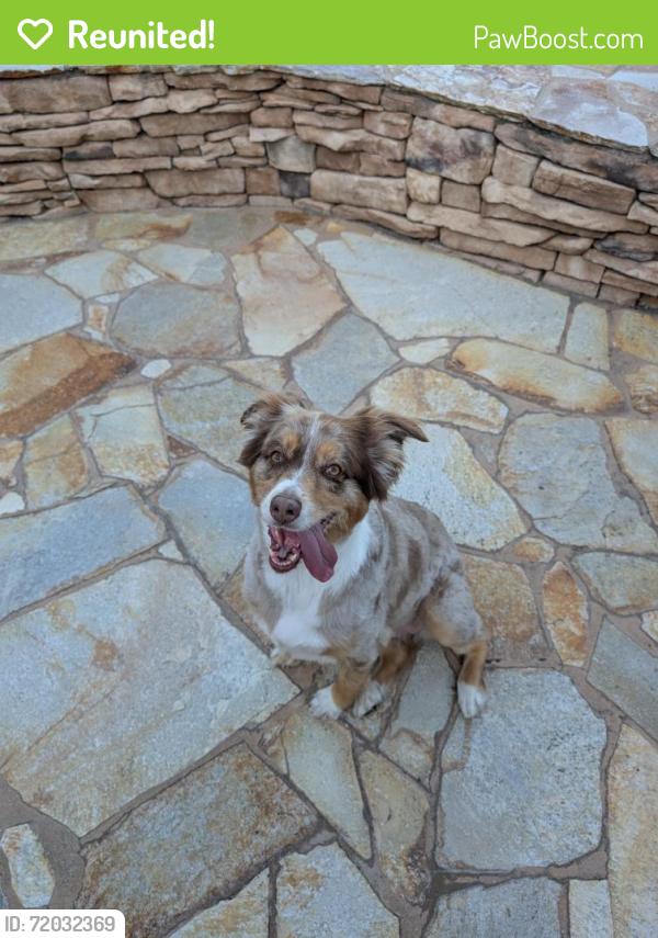 Reunited Female Dog last seen Near 990 Bernita Rd, El Cajon, CA 92020