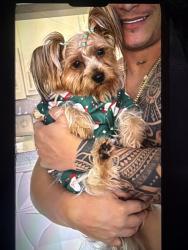 Lost Female Dog last seen Near yohn yates dr the colony , The Colony, TX 75056