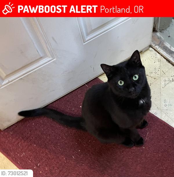 Lost Male Cat last seen SE 77the ave and Mill st, Portland, OR 97215