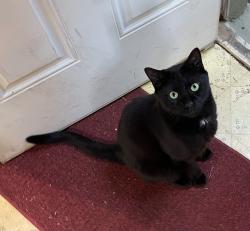 Lost Male Cat last seen SE 77the ave and Mill st, Portland, OR 97215