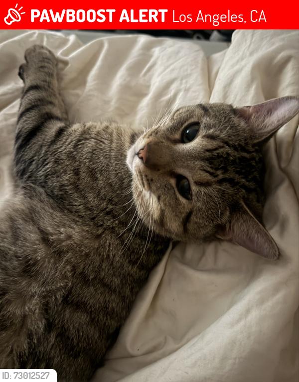 Lost Male Cat last seen Beverly x Occidental / S La Fayette Pk Pl , Los Angeles, CA 90057