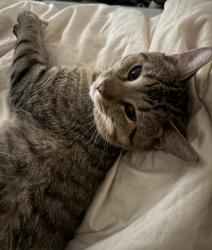 Lost Male Cat last seen Beverly x Occidental / S La Fayette Pk Pl , Los Angeles, CA 90057