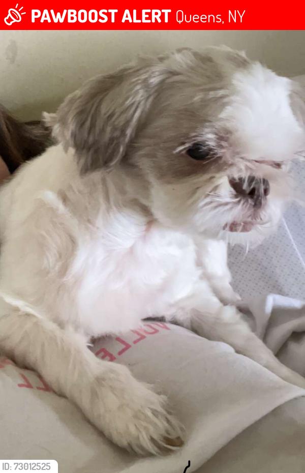 Lost Male Dog last seen Nycha building , Queens, NY 11102