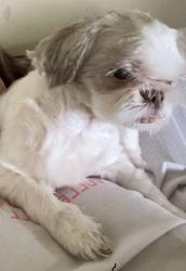 Lost Male Dog last seen Nycha building , Queens, NY 11102