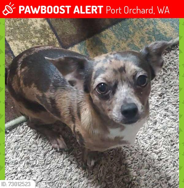Lost Female Dog last seen Cynthia Lane, Port Orchard, WA 98367