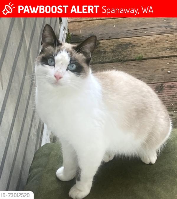 Lost Female Cat last seen Military Rd E & 16th Ave Ct E, Spanaway, WA 98387