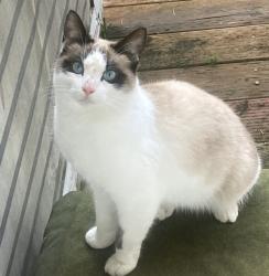 Lost Female Cat last seen Military Rd E & 16th Ave Ct E, Spanaway, WA 98387