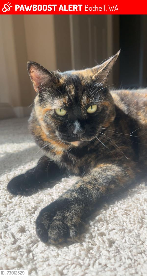 Lost Female Cat last seen Green Acres, Stipek Park, Bothell, WA 98021