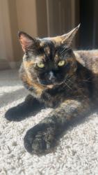 Lost Female Cat last seen Green Acres, Stipek Park, Bothell, WA 98021