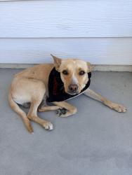 Found/Stray Male Dog last seen Loma Vista Ave and Highland Ave Clovis , Clovis, CA 93619