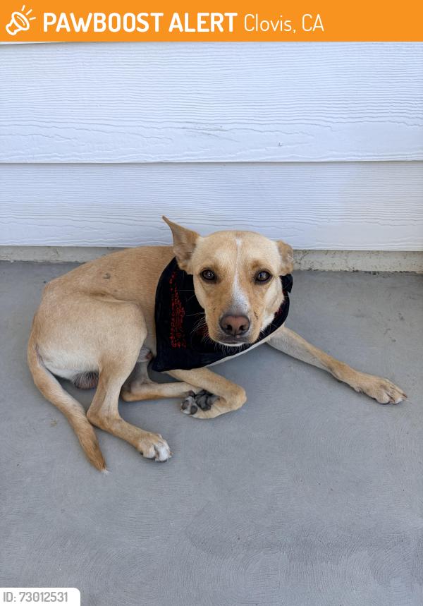 Found/Stray Male Dog last seen Loma Vista Ave and Highland Ave Clovis , Clovis, CA 93619