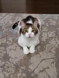 Reunited Male Cat last seen Cole and Amity, Boise, ID 83709