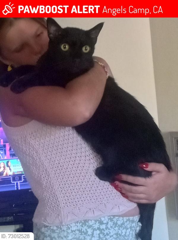 Lost Male Cat last seen Mark Twain and Fairview Dr, Angels Camp, CA 95222