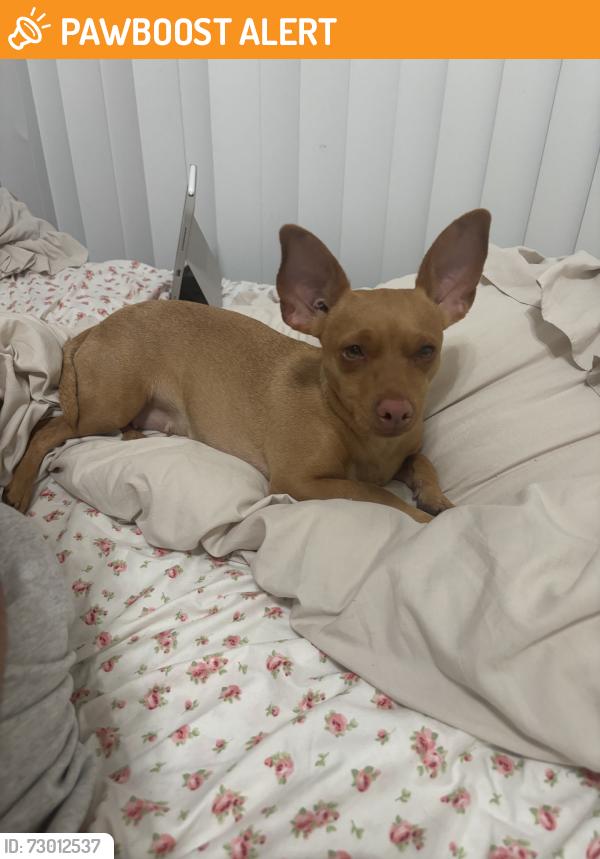 Found/Stray Female Dog last seen Soup and fresh, Rancho Cucamonga, CA 91730