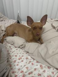Found/Stray Female Dog last seen Soup and fresh, Rancho Cucamonga, CA 91730