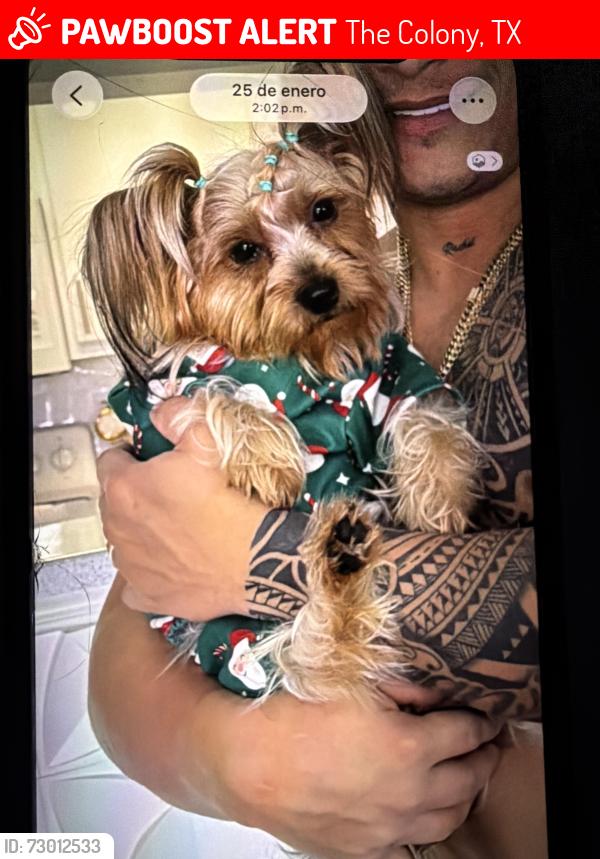 Lost Female Dog last seen Near John Yates dr the colony , The Colony, TX 75056