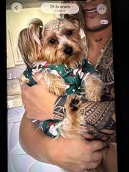 Lost Female Dog last seen Near John Yates dr the colony , The Colony, TX 75056