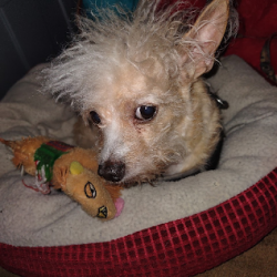 Lost Male Dog last seen Oregon and Victory, Henderson, NV 89015