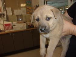 Shelter Stray Female Dog last seen , 14409 Vanowen St, Van Nuys, CA 91405, USA