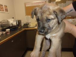 Shelter Stray Male Dog last seen , 14409 Vanowen St, Van Nuys, CA 91405, USA
