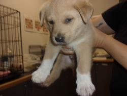 Shelter Stray Male Dog last seen , 14409 Vanowen St, Van Nuys, CA 91405, USA