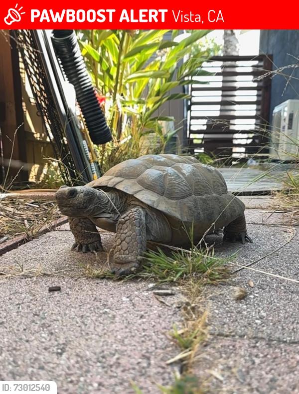 Lost Unknown Other last seen Foothill Dr & Catalina, Vista, CA 92084