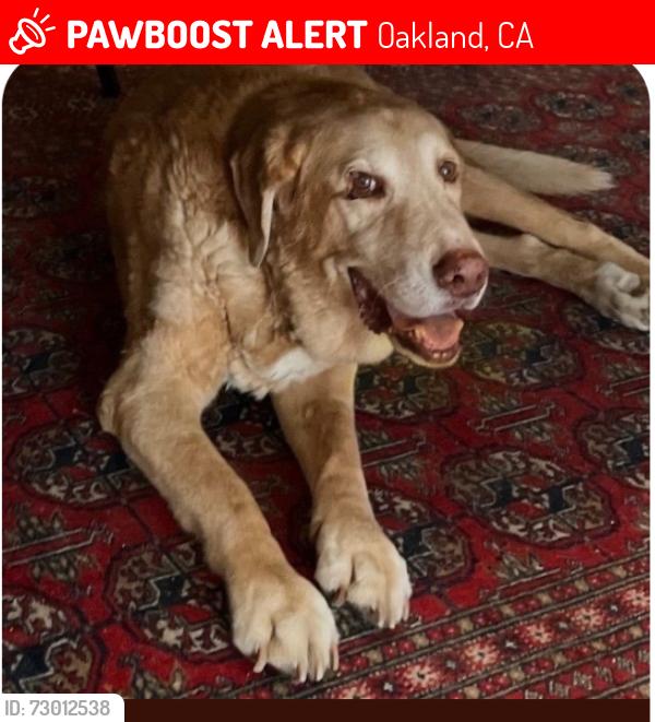Lost Male Dog last seen Caldecott Tunnel Road , Oakland, CA 94618