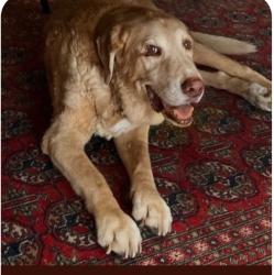 Lost Male Dog last seen Caldecott Tunnel Road , Oakland, CA 94618