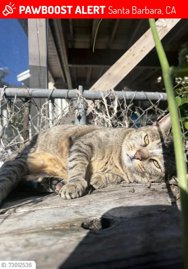 Lost Female Cat last seen W Carrillo St and San Andres St, Santa Barbara, CA 93101