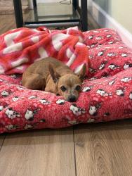 Lost Female Dog last seen By Cerisa St, Lancaster, CA 93535