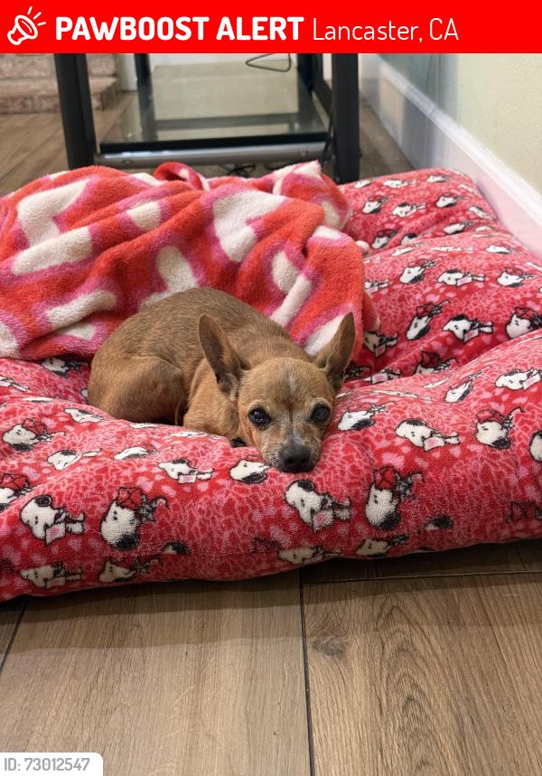 Lost Female Dog last seen By Cerisa St, Lancaster, CA 93535