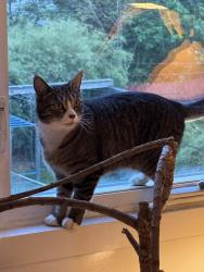 Lost Female Cat last seen Near seeley street , Brooklyn, NY 11218