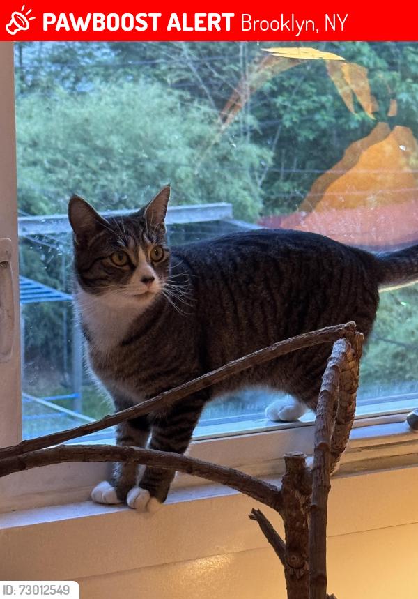 Lost Female Cat last seen Near seeley street , Brooklyn, NY 11218