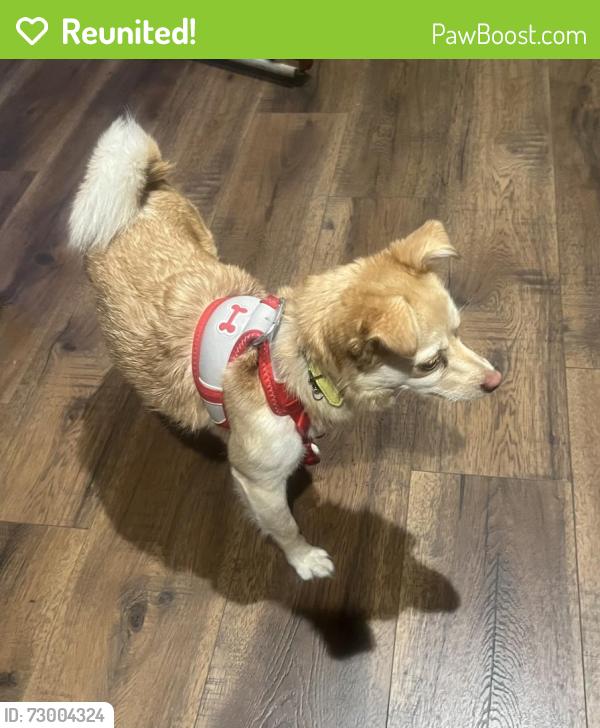 Reunited Male Dog last seen Downey & Cole St, Downey, CA 90242