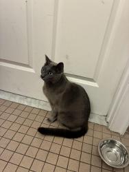 Found/Stray Female Cat last seen Farmington Canal trail , dixwell avenue, Hamden, CT 06514