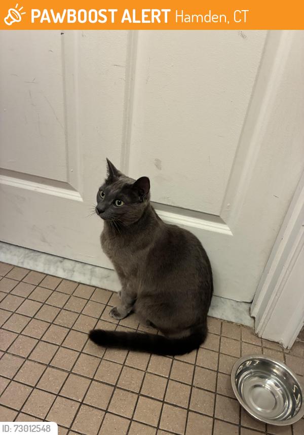 Found/Stray Female Cat last seen Farmington Canal trail , dixwell avenue, Hamden, CT 06514