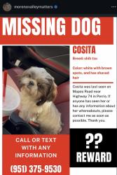 Lost Female Dog last seen Near Mapes Rd, Perris, CA 92570