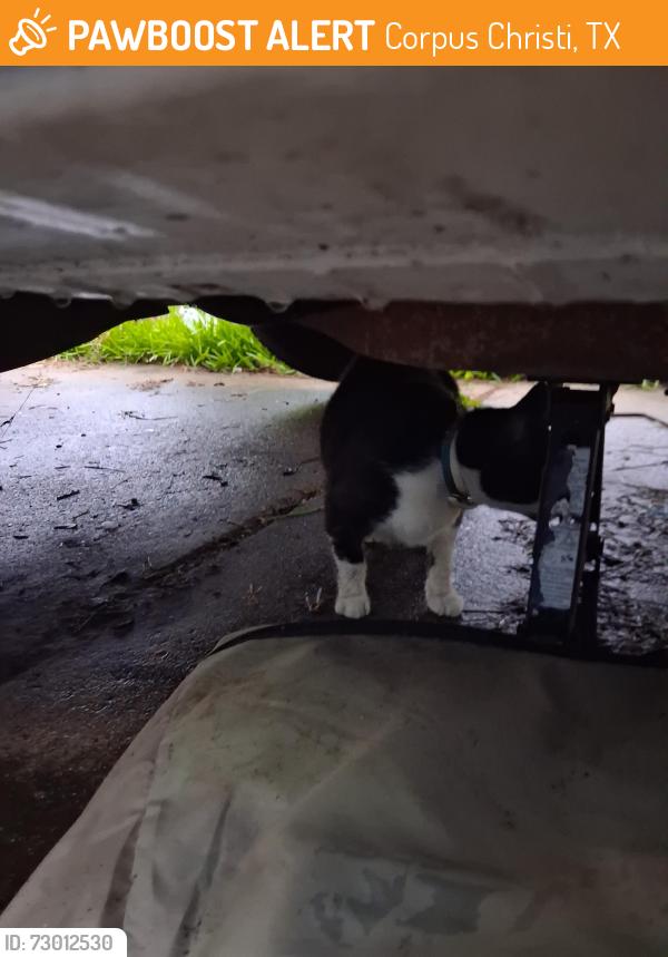 Found/Stray Unknown Cat last seen Access road Baldwin and Tarelton., Corpus Christi, TX 78405