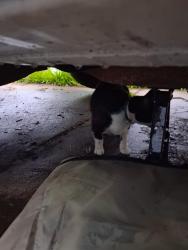 Found/Stray Unknown Cat last seen Access road Baldwin and Tarelton., Corpus Christi, TX 78405
