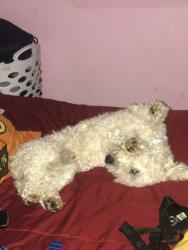 Reunited Male Dog last seen Dale blvd, Woodbridge, VA 22193