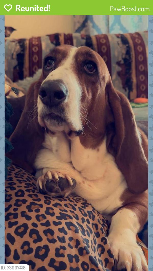 Reunited Female Dog last seen Dodge ave and east 16th street Mishawaka , Mishawaka, IN 46544