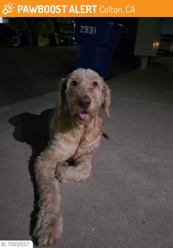 Found/Stray Unknown Dog last seen Meridian and Cardamon, near Garcia Elementary. , Colton, CA 92324