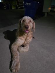 Found/Stray Unknown Dog last seen Meridian and Cardamon, near Garcia Elementary. , Colton, CA 92324