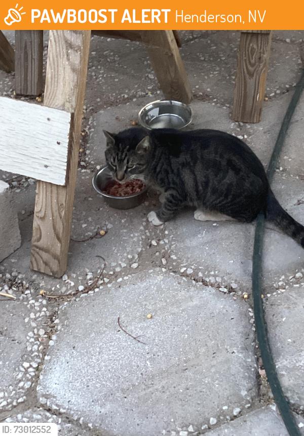 Found/Stray Unknown Cat last seen Near Kirk Ave and Fullerton, Henderson, NV 89015