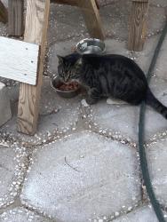 Found/Stray Unknown Cat last seen Near Kirk Ave and Fullerton, Henderson, NV 89015
