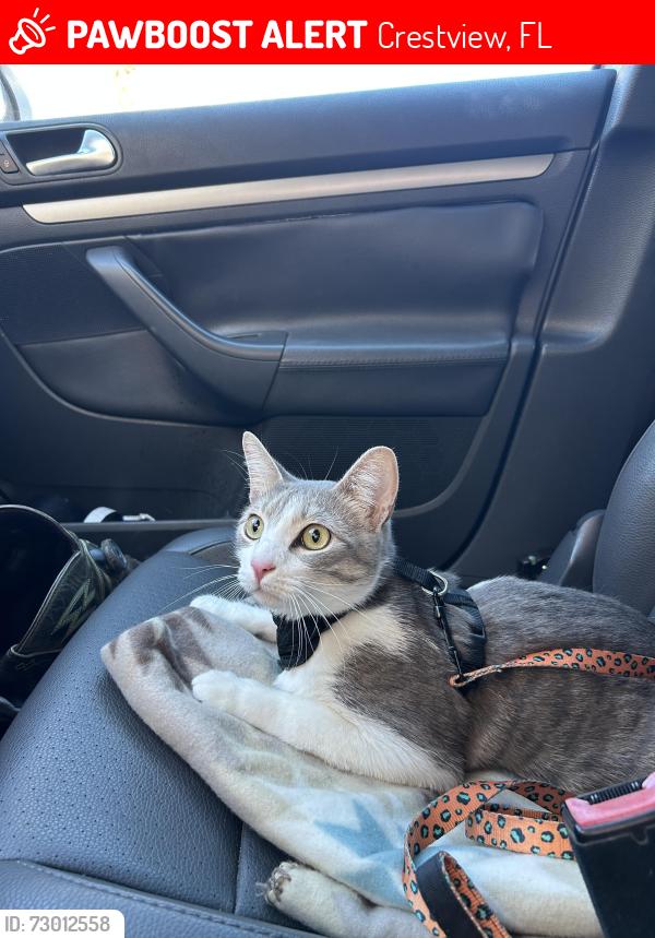 Lost Male Cat last seen S Main St, Sherwin Williams Store, Crestview, FL 32536