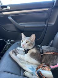 Lost Male Cat last seen S Main St, Sherwin Williams Store, Crestview, FL 32536